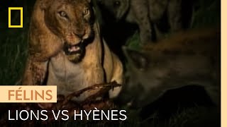 Lions et hyènes se disputent une carcasse de gnou [upl. by Neiviv]