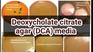 Deoxycholate Citrate agar DCA media culture media lecture 33 [upl. by Ahsil]