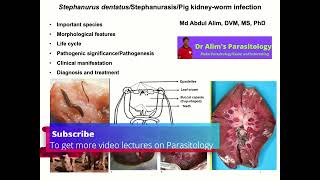 Stephanurus dentatus infectionCause morphology life cycle pathogenesis clinical sign diagnosis [upl. by Locklin29]