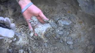 Digging for Megalodon Shark Teeth at a Summerville Land Site [upl. by Varden839]