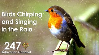 Birds Chirping and Singing in Rain Relaxation Meditation Nature Sounds [upl. by Sielen]