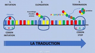 La traduction de lARNm en protéines [upl. by Platas]