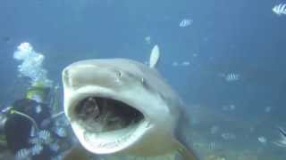 Punched a 10ft BULL SHARK in the face [upl. by Ahsilac]