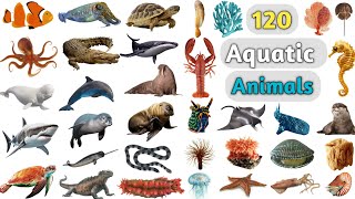 Aquatic Animals Vocabulary ll 120 Aquatic Animals Name in English with Pictures ll Water Animals [upl. by Rochella596]