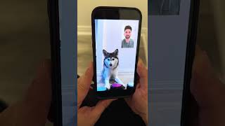 📱✨ quot¡Sapphie la Pomsky FaceTimea a sus Papás mientras están Fuera 🐾❤️quot [upl. by Nay]