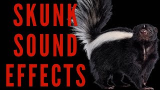 SKUNK SOUND EFFECTS  Skunk Noises  maktubytv [upl. by Hauger]