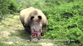 Rhino Poaching An African Tragedy A Global Responsibility Subtitles [upl. by Ari656]