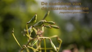 De ontploffende zaaddoos van de reuzenbalsemien Impatiens glandulifera [upl. by Annahsohs460]