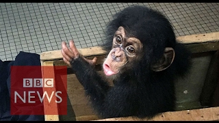 Baby chimp trafficking Your phone is a reporters phone watch on mobile phone  BBC News [upl. by Aical]