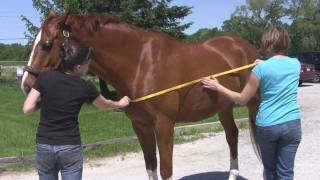 How To Measure For A Horse Blanket [upl. by Nhguavahs]