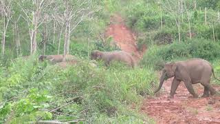 Sumatran elephants on the move [upl. by Critchfield568]