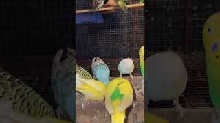 budgerigarpakhi electronicdancemusic parrot [upl. by Zelma532]