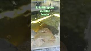 Molly sailfin green metallic jumbo [upl. by Nara]