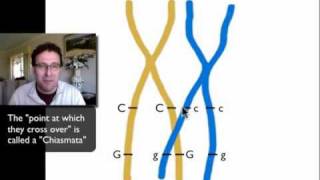 Dihybrid Crosses and Linked Genesmov [upl. by Stavros]