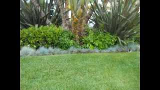 Blue Fescue grass as border trim [upl. by Loella]