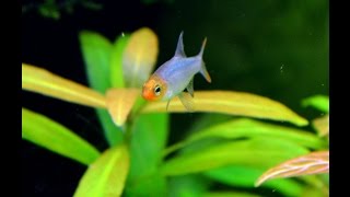 Sawbwa resplendens nel mio Acquario Grande [upl. by Eniamrahc133]