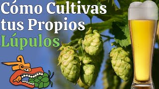 Cómo cultivar tus propios lúpulos para Cerveza [upl. by Sabra]