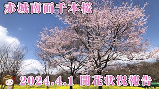 202441 赤城南面千本桜🌸開花状況！（群馬県前橋市） [upl. by Aynatahs846]