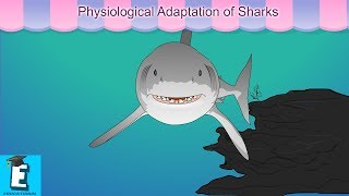 Physiological Adaptation of Sharks Learn for Children and Kids by EDUKID Learning [upl. by Ilyah]