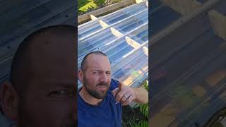 How to put a roof on a pergola onduline roofing gardenproject DIY [upl. by Asilec]