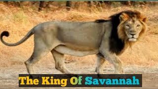 Asiatic Lion Kings vs female lions  Uncovering the Secrets of wildlife  full documentary [upl. by Nairot]