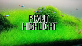 Dwarf Hairgrass Care Aquarium Plant Info [upl. by Gnah]