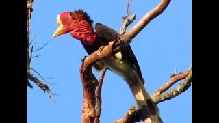 Helmeted Hornbills Are Being Hunted Into Extinction [upl. by Crissy]