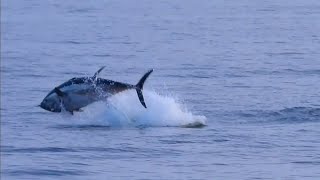 Blåfenad tonfisk Atlantic bluefin tuna thunnus thynnus Öresund 20230830 [upl. by Yremogtnom]