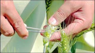 Multiple Spikelet in Wheat to support Sustainable Food Security [upl. by Notecnirp]