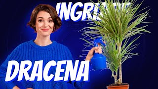 Dracena Ingrijire  Ghid Complet [upl. by Nirred]