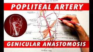 The Popliteal Artery branches amp genicular anastomosis [upl. by Esinrahc]