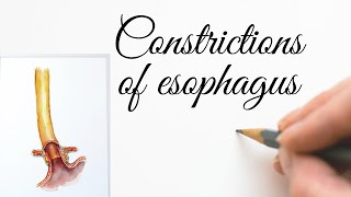 Oesophagus Constrictions [upl. by Rafaelia896]