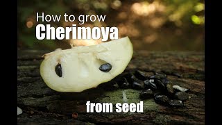 How to pollinate cherimoya [upl. by Oilalue]