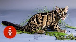 These Playful Leopard Cubs Are a Rare Sight in the Wild [upl. by Malan]