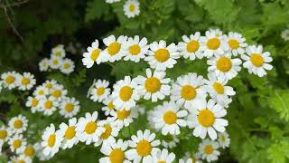 Feverfew  LongLasting Daisy Blooms for Your Garden  2024 flower [upl. by Jago477]