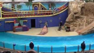 SeaWorld Orlando  Clyde and Seamore Take Pirate Island  CompleteFull video [upl. by Gilford]