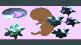 MONOCYTES MACROPHAGES DENDRITIC CELLS mp4 [upl. by Eibob]