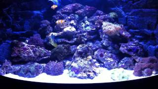 350L reef tank  2 x Maxspect G2 160W Semi [upl. by Shult112]