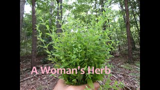 Harvesting Wild American Pennyroyal [upl. by Shaver]