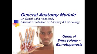 General Embryology – Gametogenesis  Arabic narration [upl. by Early]