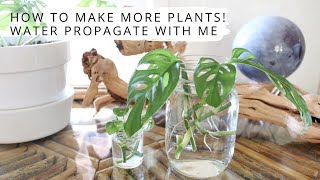 How To Make More Plants Water Propagate With Me  Monstera Adansonii [upl. by Enrica]