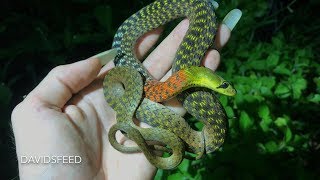 Red Necked Keelback excreting poison  Herping Thailand [upl. by Hirz949]