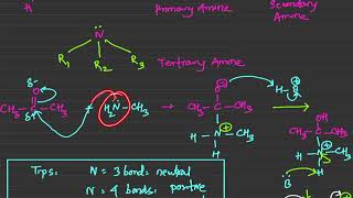 How to make Imine from AldehydeKetone Mechanism [upl. by Yreffoeg911]