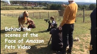 Behind the scenes of the Face of Amazon Pets Video Shetland Pony Club TV Special  Episode 199 [upl. by Euhsoj139]