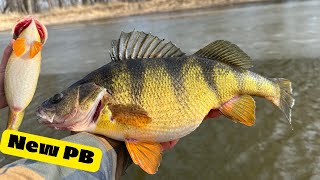 Busting Ice for Backwater Perch  New PB JUMBO [upl. by Aspa]