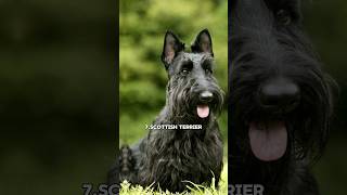 Top 10 loudest barking dog in the world😵Which one is your favorite🐶 [upl. by Aniger]