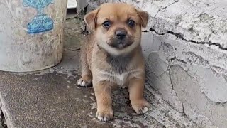 The puppy was rescued from a dilapidated house It was too shy and barked I adopted her [upl. by Esiuqram]