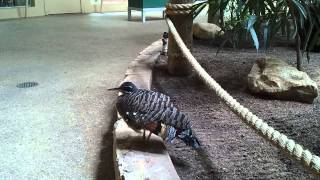 Sun bittern at the zoo [upl. by Namref]