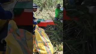 Picadora de pasto con motor a gasolina ganaderia vacas animales agricultura [upl. by Ahsilla]