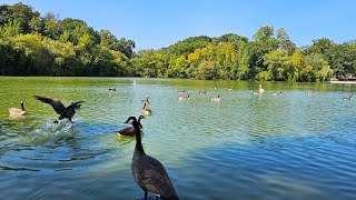 LAGO LLENO DE PATOS Y GANSOS EN KISSENA PARK NEW YORK [upl. by Elocel856]